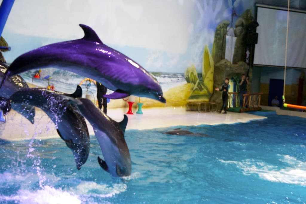 Dubai Dolphinarium