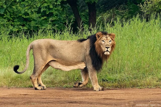 Divine Dwarka With Gir