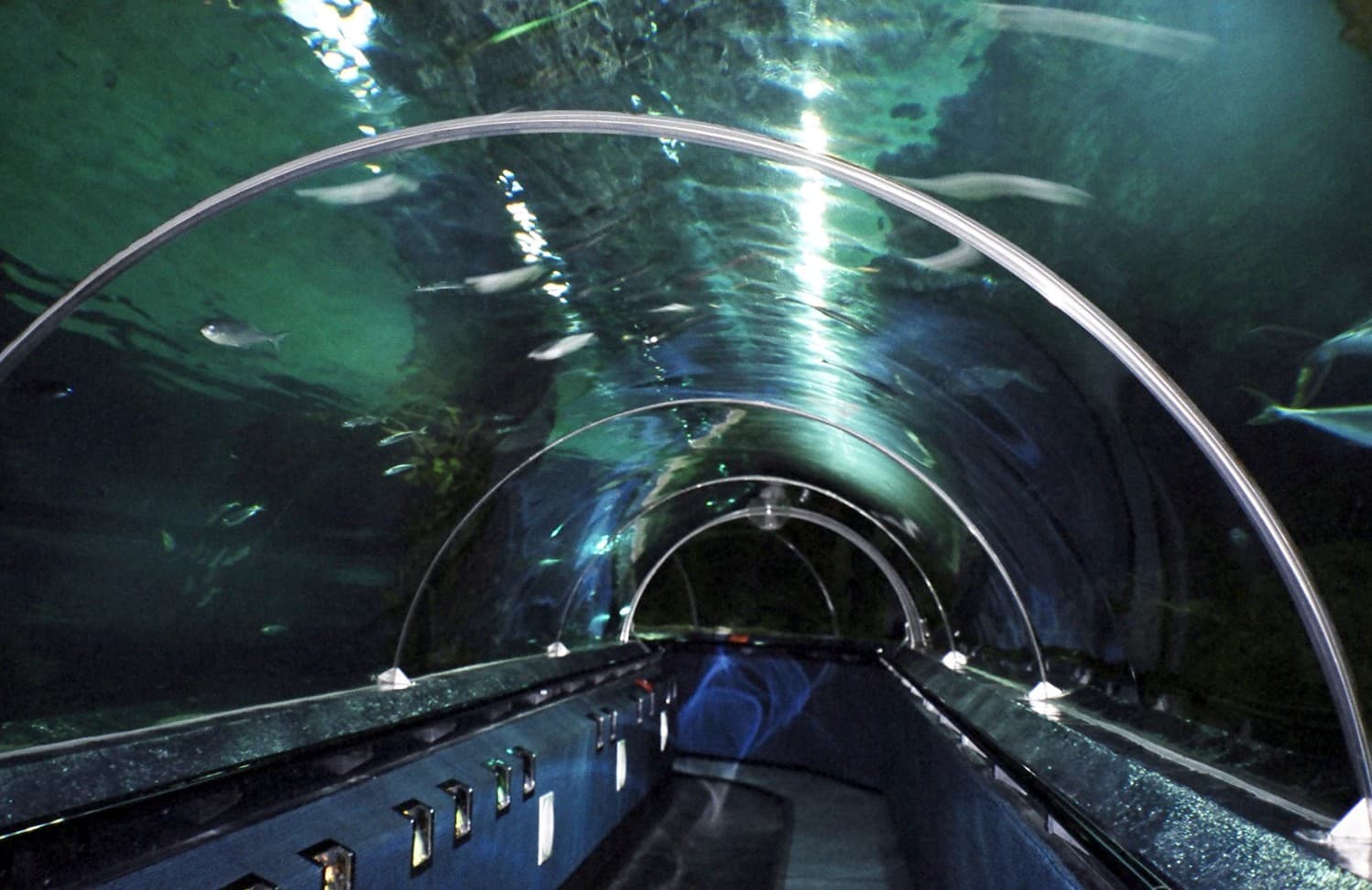 Kally Tarlton's Aquarium 1