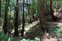 Muir Woods