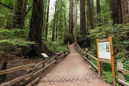 Muir Woods