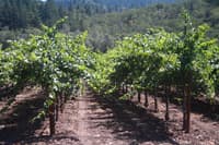 Napa