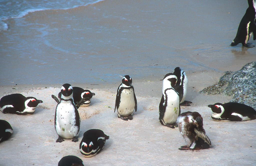 Phillip Island 1