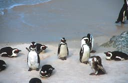 Phillip Island 1