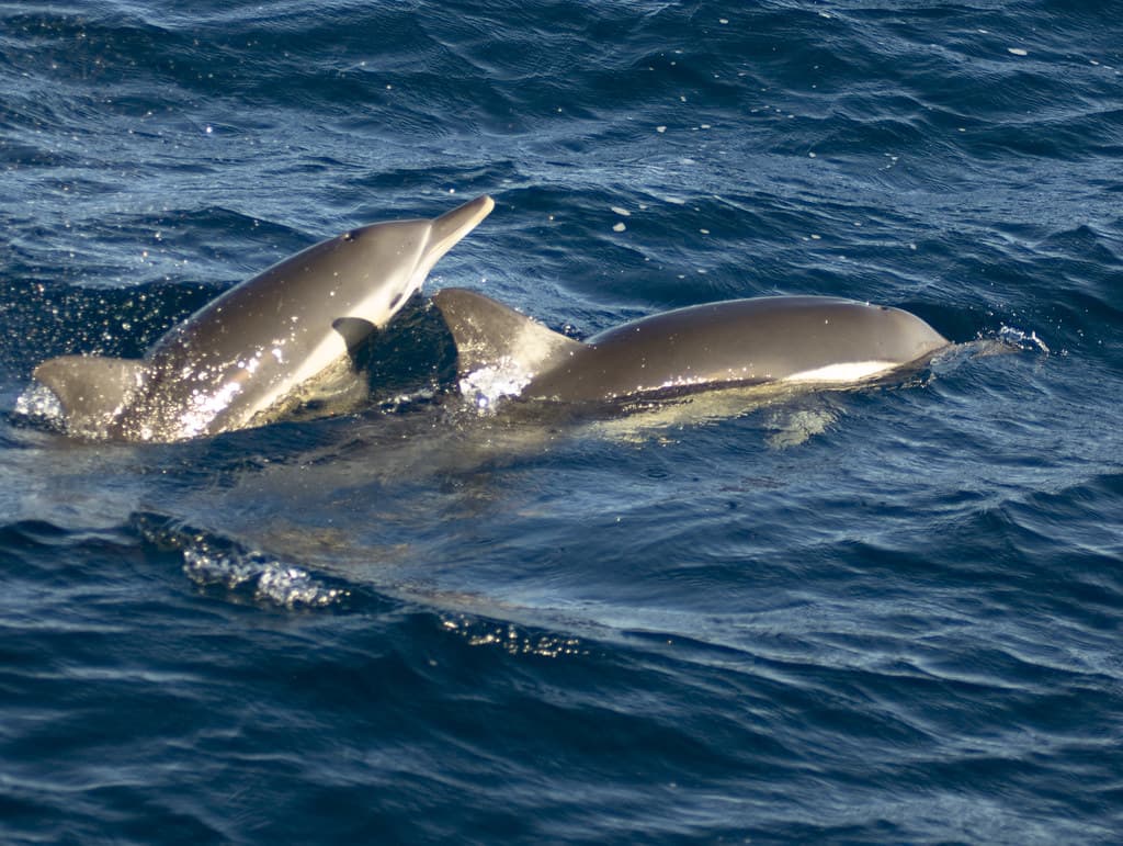 Port Stephens Dolphin Watch