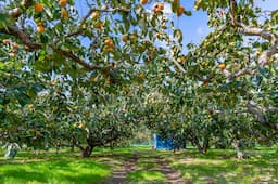 Rayners Orchard