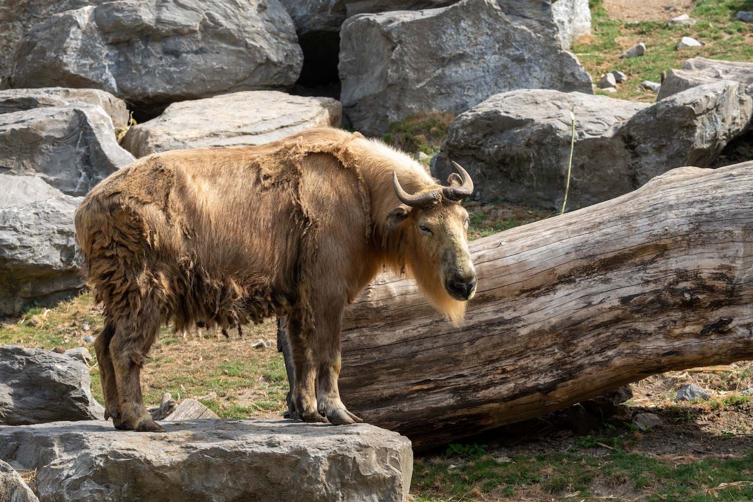 Motithang Takin Preserve Centre