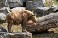 Motithang Takin Preserve Centre