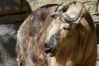 Motithang Takin Preserve Centre