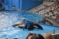 SeaWorld Orlando