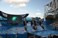 SeaWorld Orlando