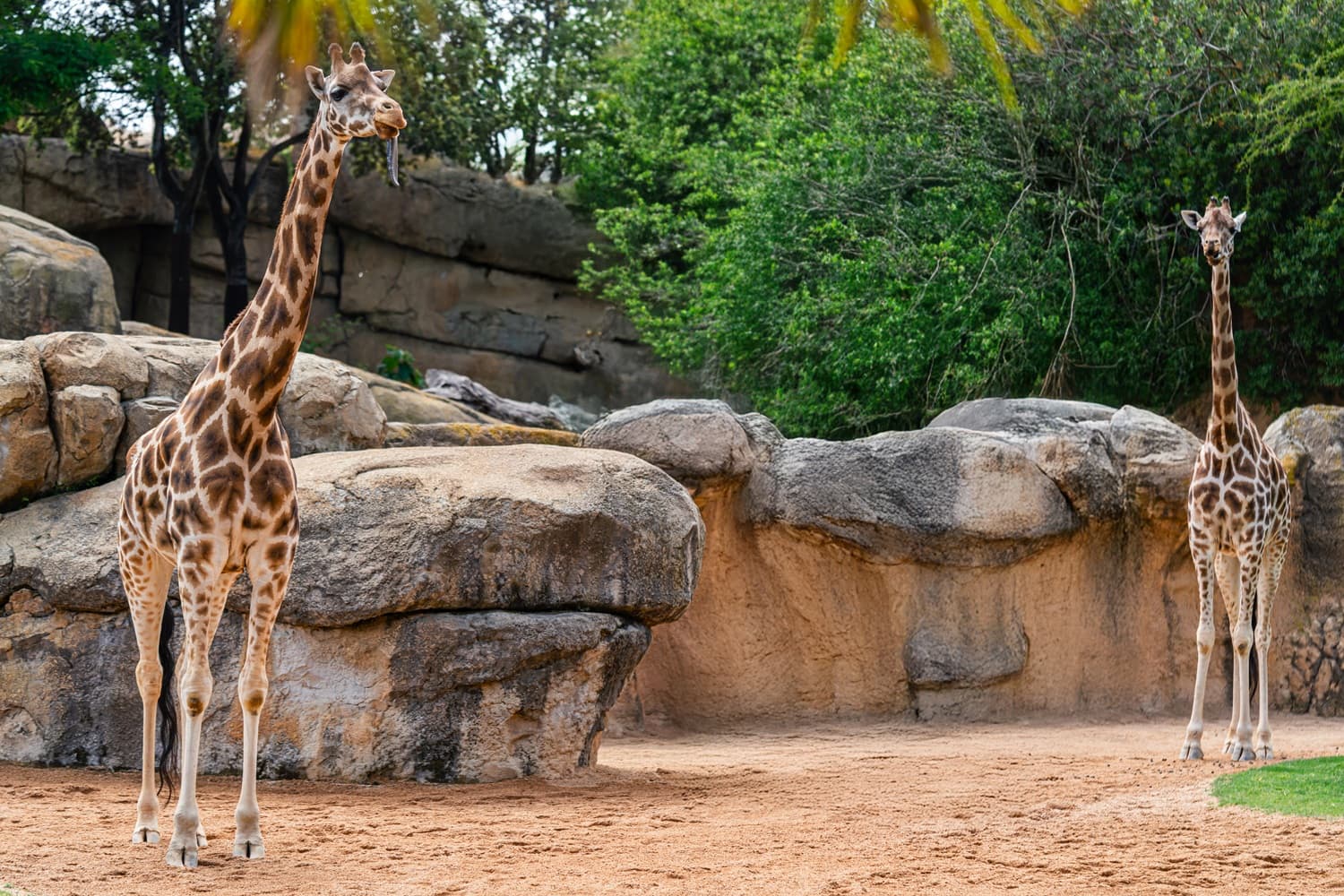 Sydney Wild Life Zoo 