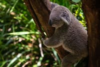 Sydney Wildlife Zoo 