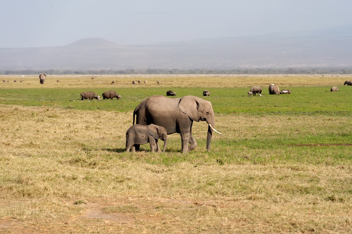 Amboseli National Park 2