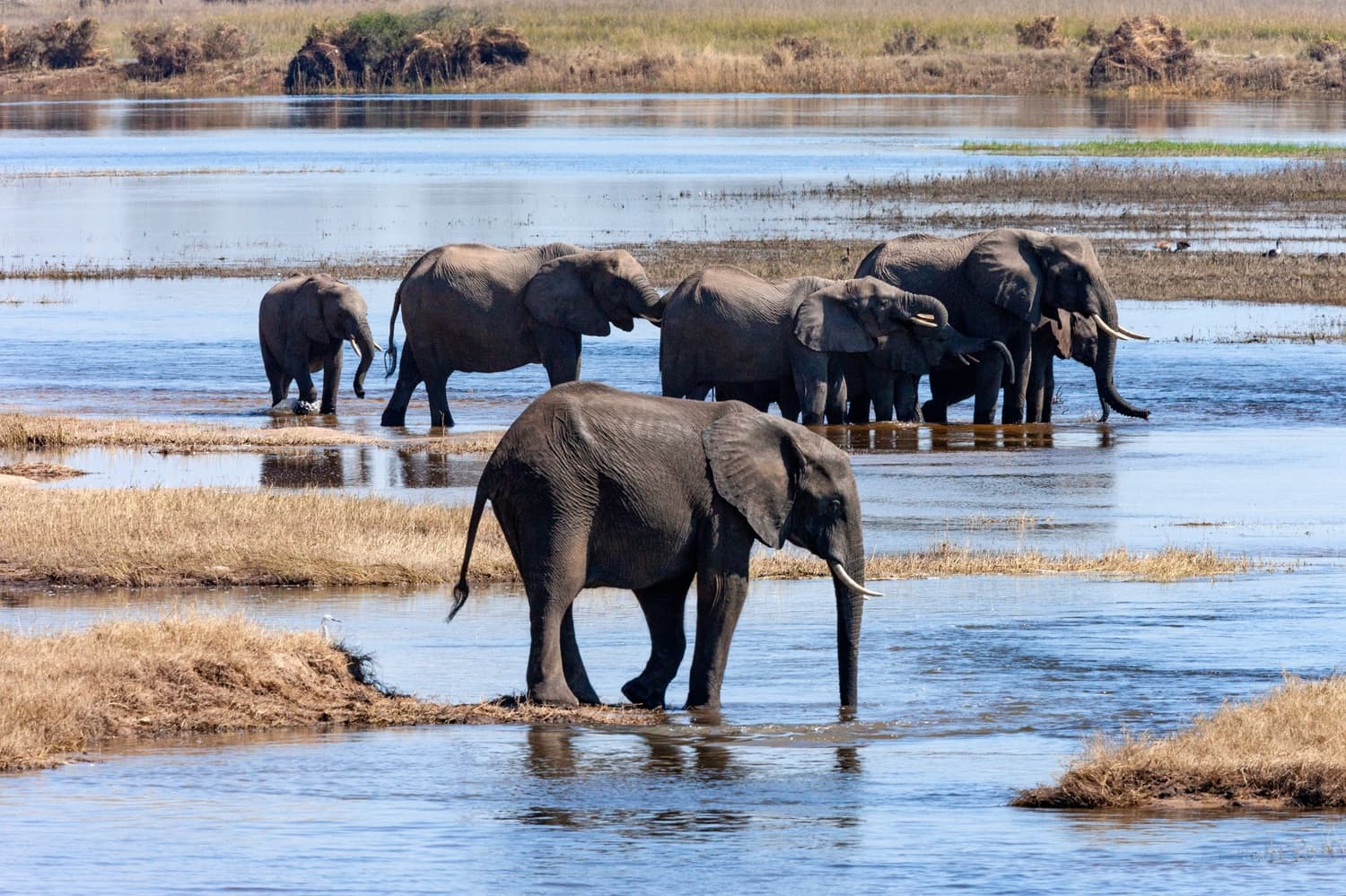 chobe botswana national park