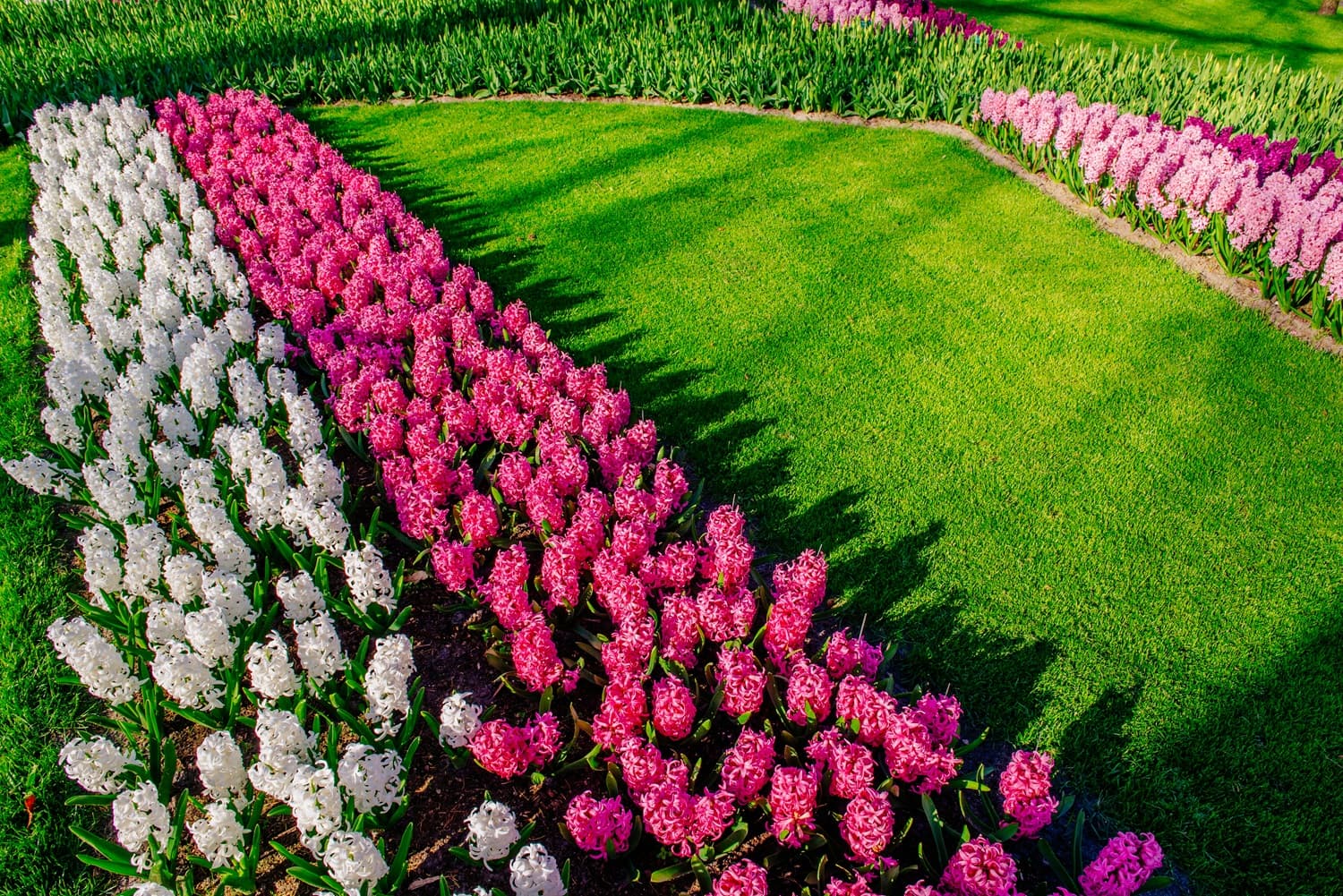 Miracle Garden 