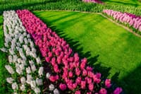 Miracle Garden 