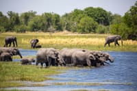 Moremi Game Reserve Botswana