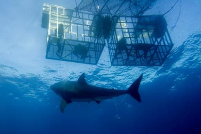 Go Swimming with Sharks