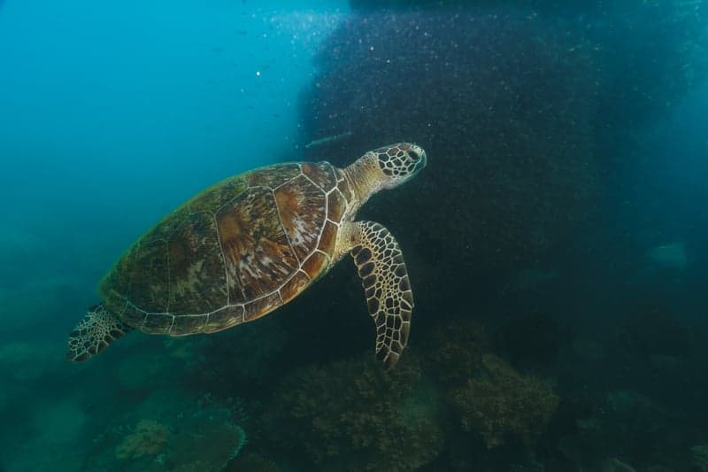 Kosgoda Sea Turtle