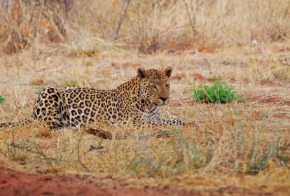 Pilanesberg National Park