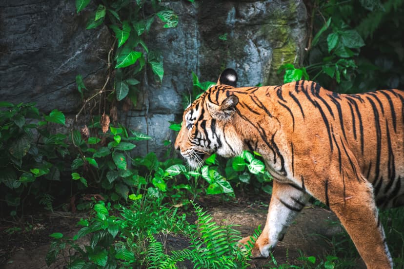 Bali Zoo
