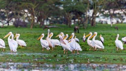 Go Boating at Lake Naivasha