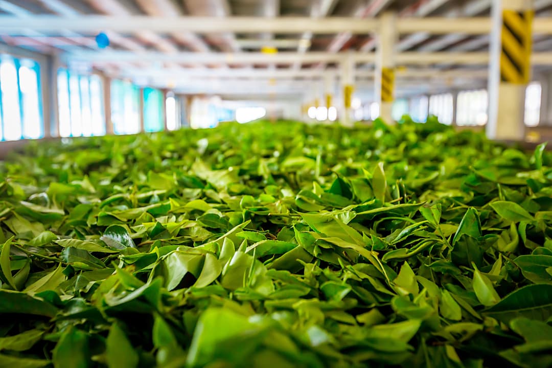 Visit The Tea Factories