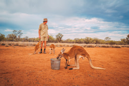 Kangaroo Century Sunset Tour