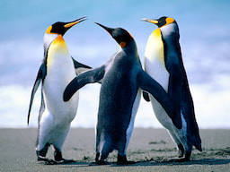 Penguin Parade 1