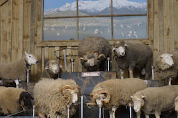 Agrodome Sheep Show 1