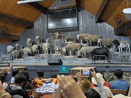 Agrodome Sheep Show & Farm