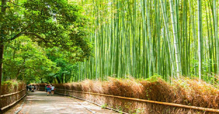 Arashiyama Bamboo Groove