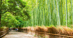 Arashiyama Bamboo Groove