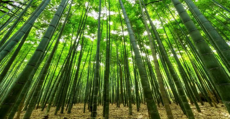 Arashiyama Bamboo Groove