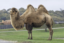 Bactrian Camel 1
