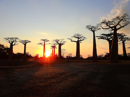 Avenue of the Baobabs
