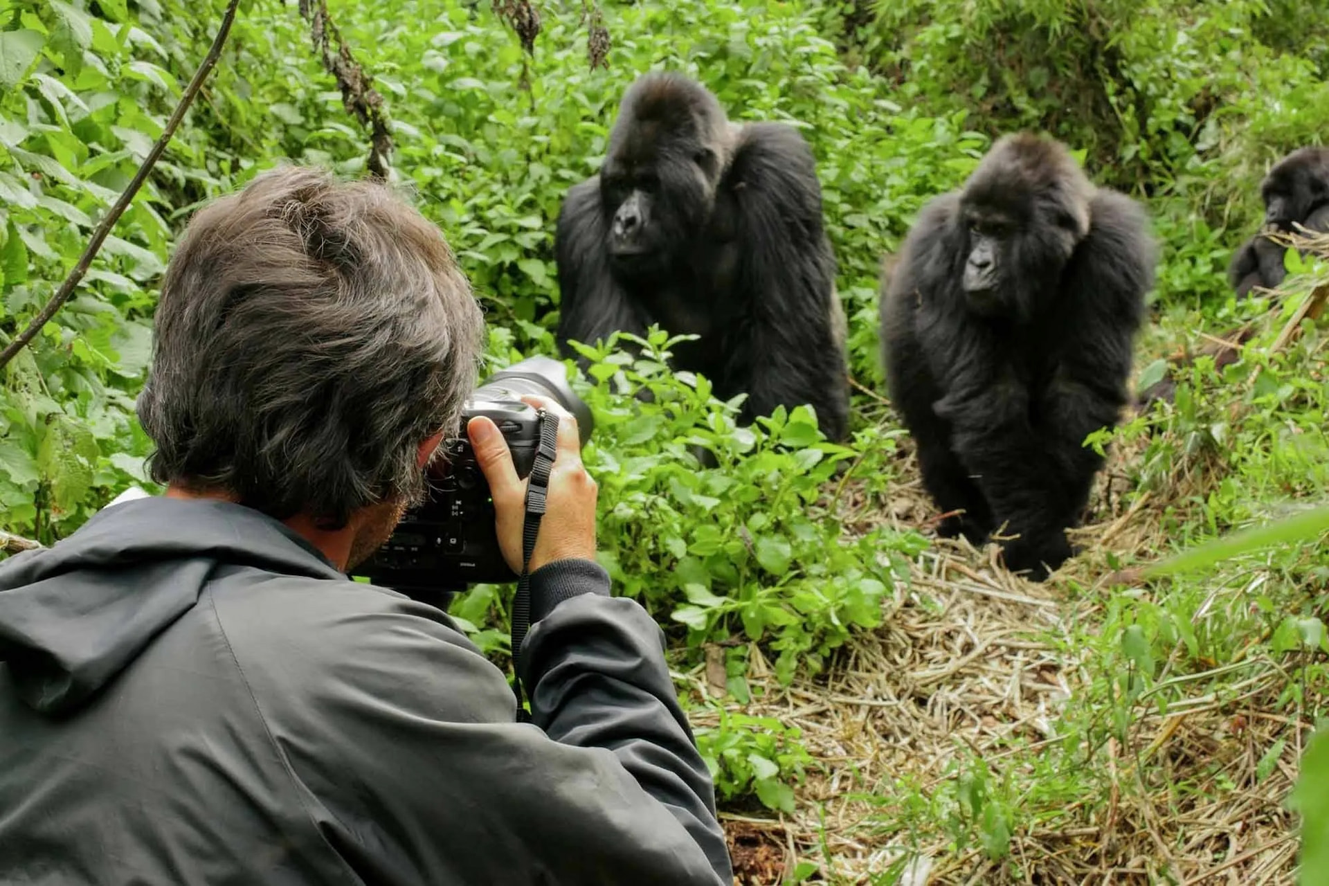 Bwindi Impenetrable National Park