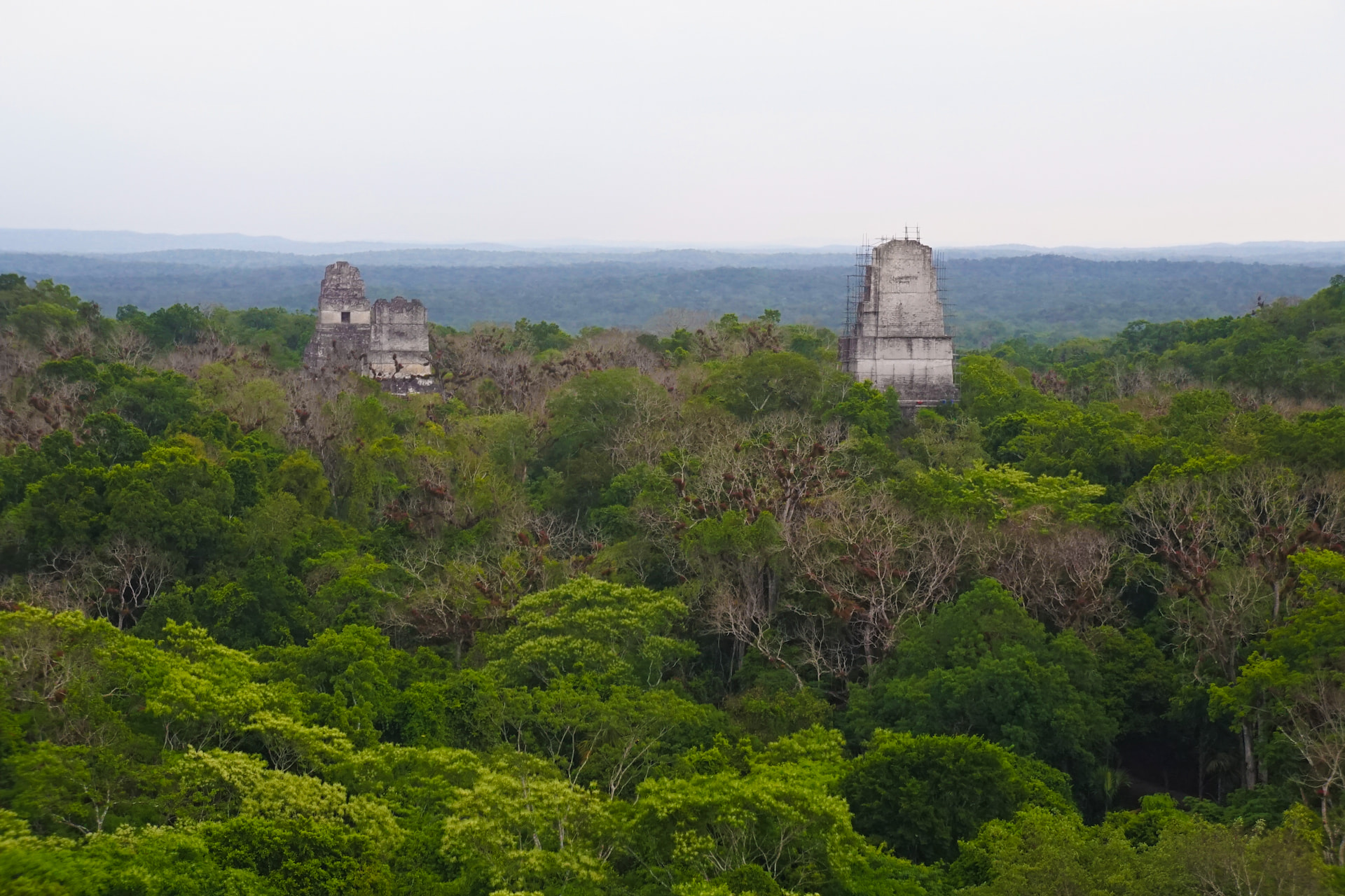 Calakmul Biosphere Reserve 1