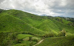 Cameron Highlands 1