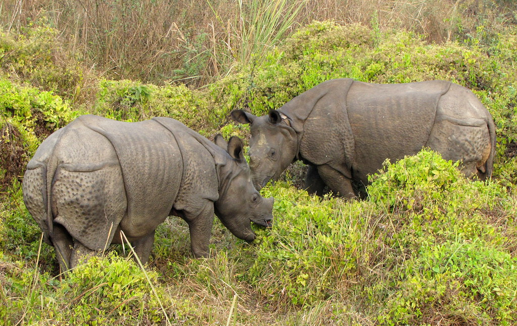 Chitwan National Park 