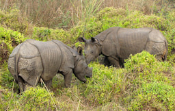Chitwan National Park 