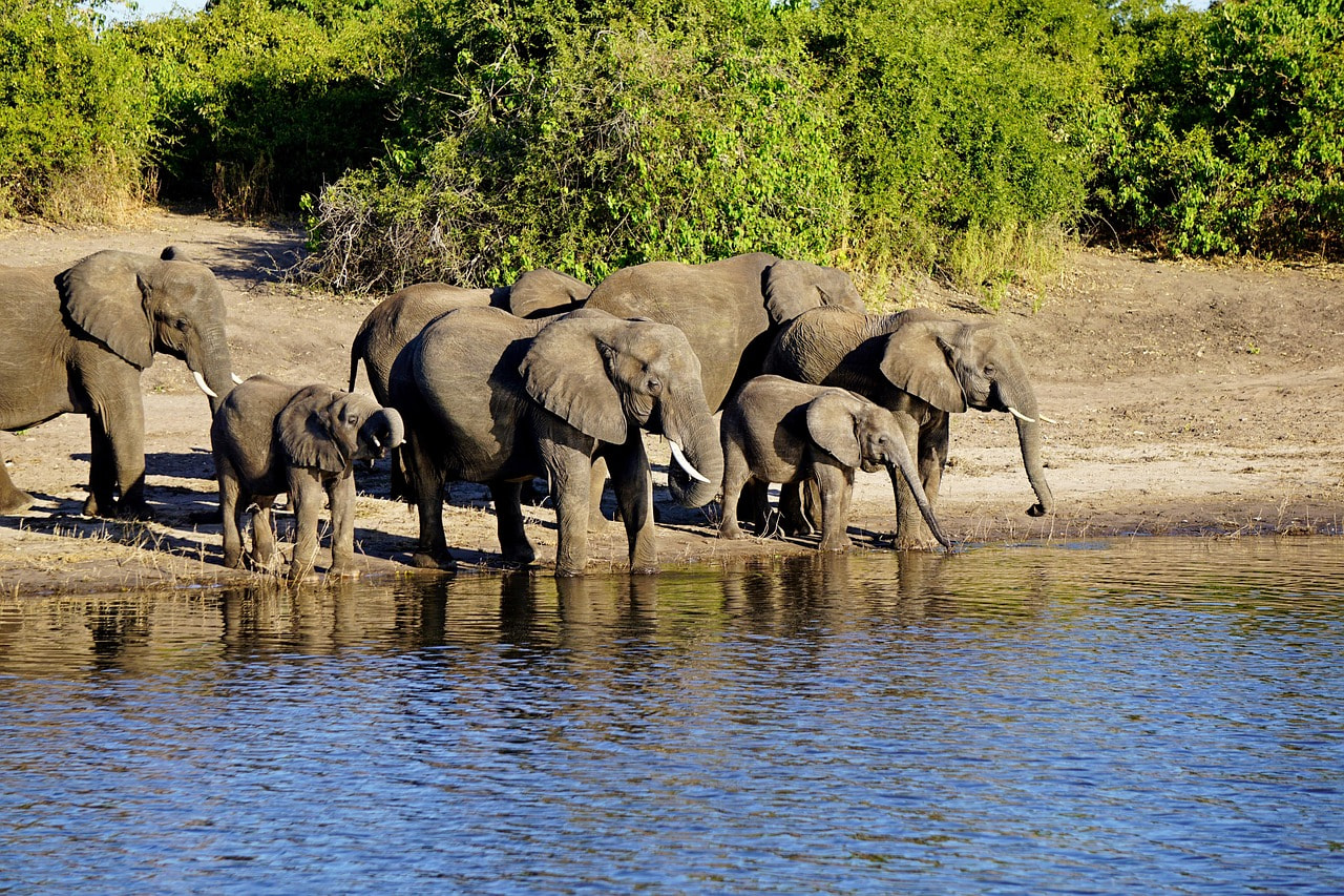 Chobe National Park