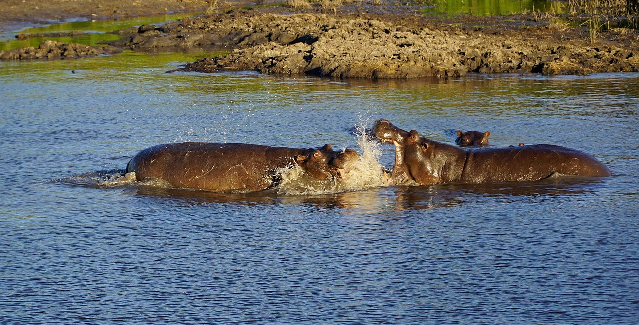 Chobe National Park