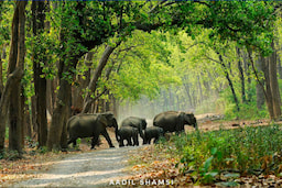 Corbett National Park