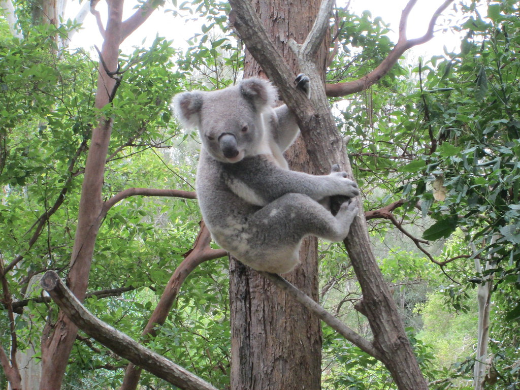 Currumbin Wildlife Sanctuary 1