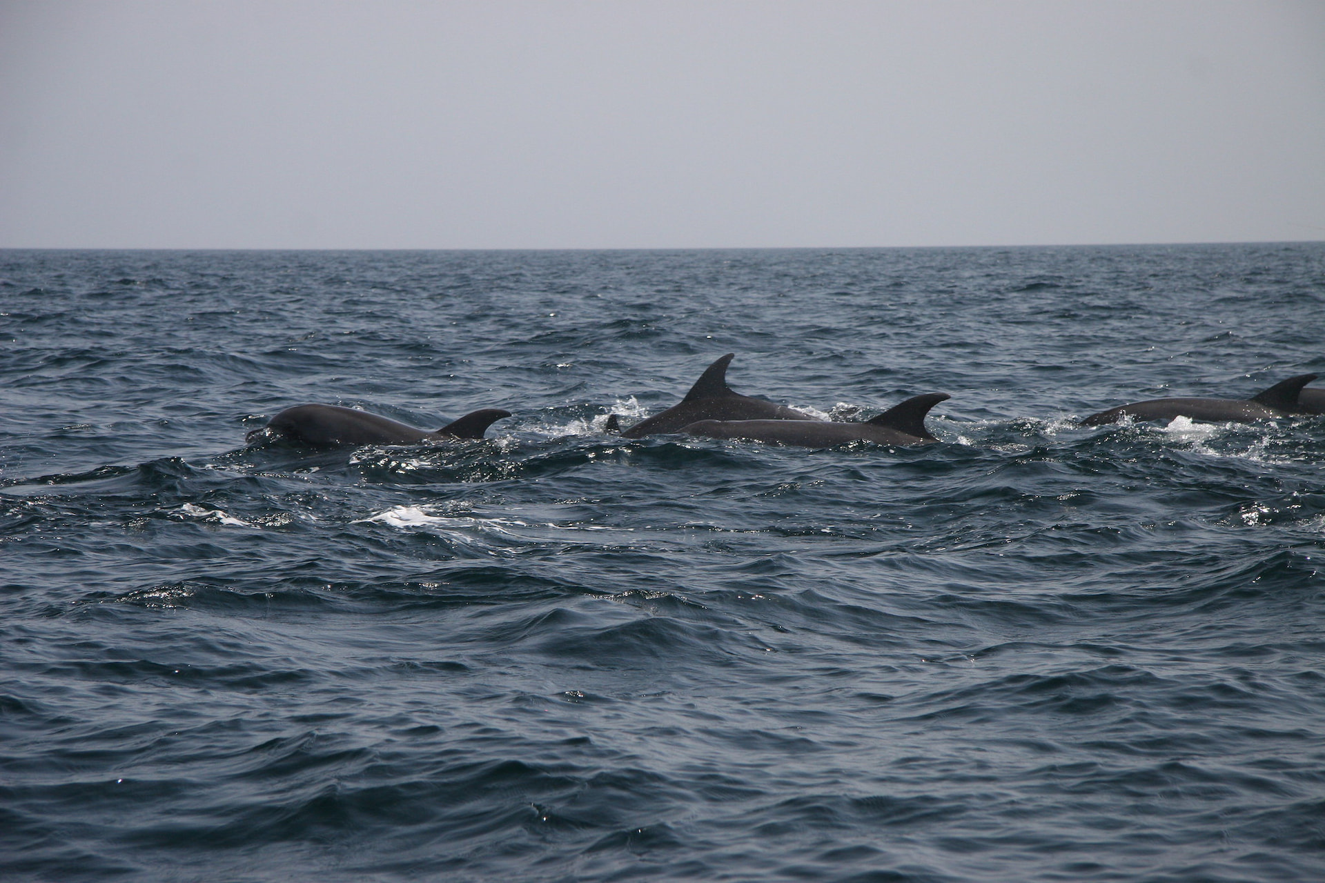 Dolphin Watching1