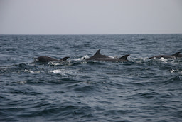 Dolphin Watching1