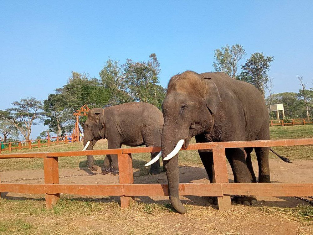 Dubare Elephant Camp