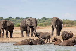 Queen Elizabeth National Park (Boat Ride on Kazinga Channel)